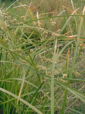 Cyperus flaveskens - Cypergras