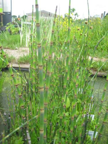 Equisetum palustre - Sumpfschachtelhalm