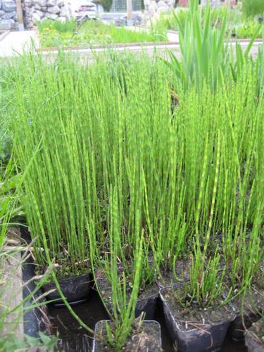Equisetum hyemale - Winterschachtelhalm