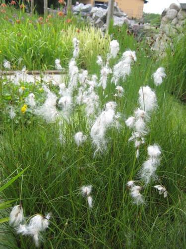 Eriophorum latifolium - breitblättriges Wollgras