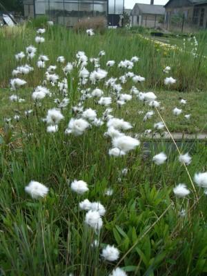 Eriophorum vaginatum - scheidenes Wollgras