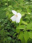 Hibiscus moscheutos - Sumpfeibisch