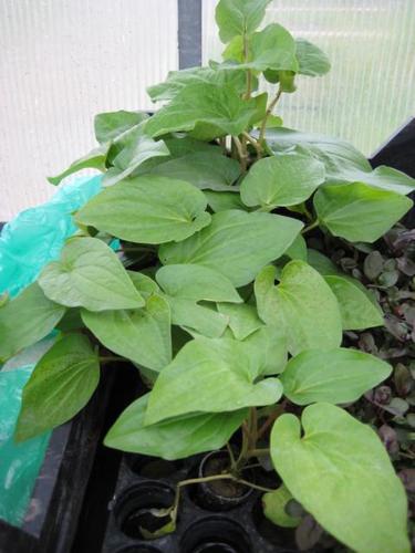 Houttuynia cordata - Houttuynie