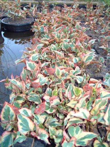 Houttuynia cordata ´Camelion`- bunte Houttuynie