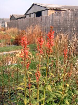 Lobelia cardinalis- Kardinalslobelie