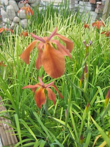 Iris fulva - rotbraune Sumpfiris