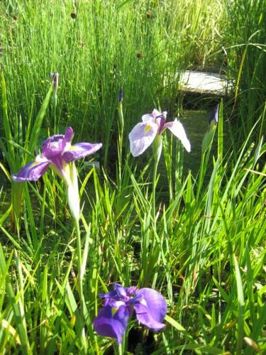 Iris kaempheri - Hyb. Sumpfiris