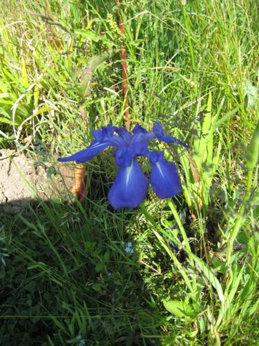Iris laevgata - asiatische Sumpfschwertlilie