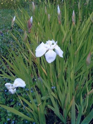 Iris laevgata ´Snow Drift´- weiße Sumpfiris
