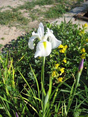 Iris ensata - weiße Sumpfiris