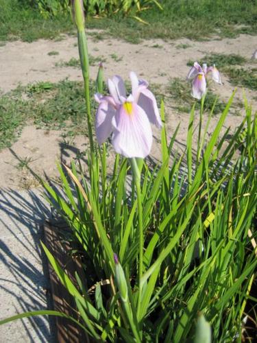 Iris laevigata `Rose Queen` rosa Sumpfiris