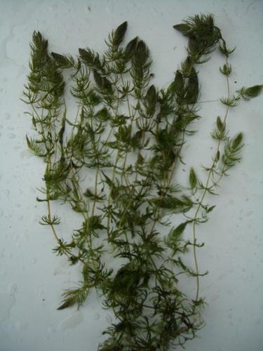 Ceratophyllum demersum- Hornblatt