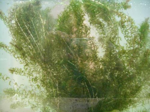 Egeria canadensis- Kanadische Wasserpest