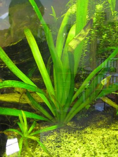 Vallisneria gigantea - Riesenvallisnerie