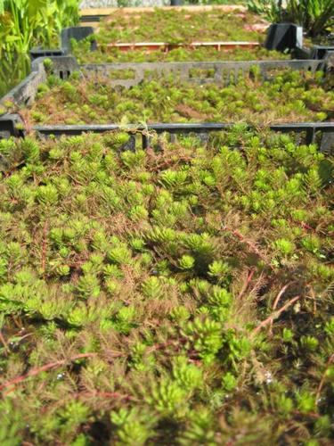 Myriophyllum aquaticum- Papageienfeder