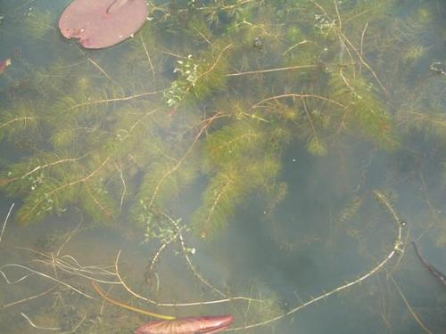 Myriophyllum spicatum - Ähriges Tausendblatt
