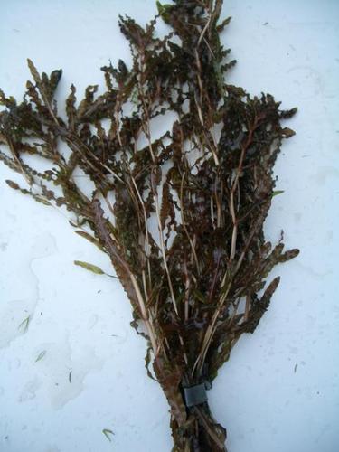 Potamogeton crispus -  Krauses Laichkraut