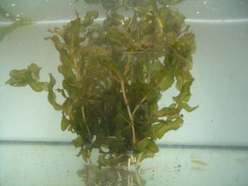Potamogeton perfoliatus - Spiegelndes Laichkraut