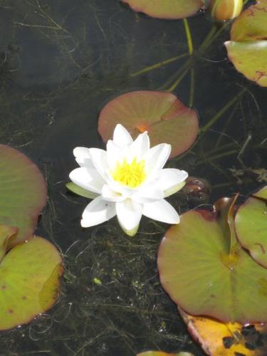 Nymphaea `Pöstlingberg`