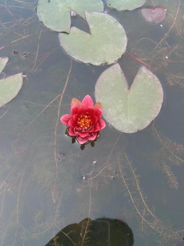 N. `Froebeli`
