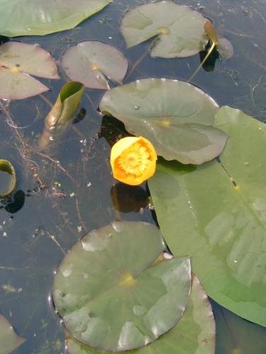 Nuphar Lutea - Teichrose