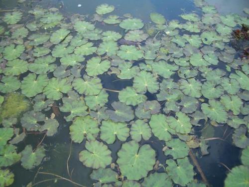 Nymphoides peltata - Seekanne