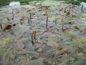 Potamogeton Natans- Schwimmendes Laichkraut