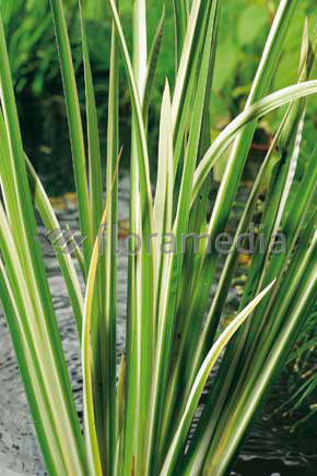 Acorus calamus &quot;Variegatus&quot; - Kalmus gestreift