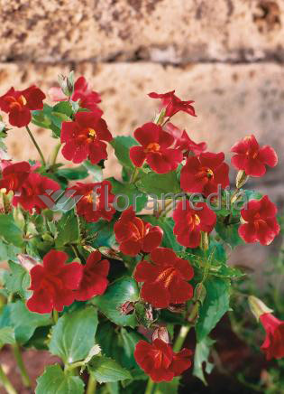 Mimulus cupreus- Gauklerblume rot