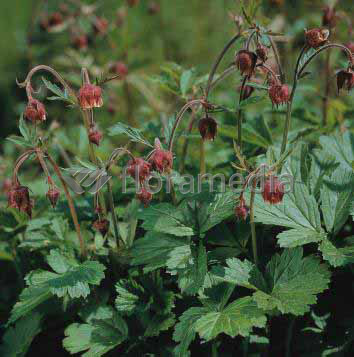 Geum rivale- Bachnelkenwurz