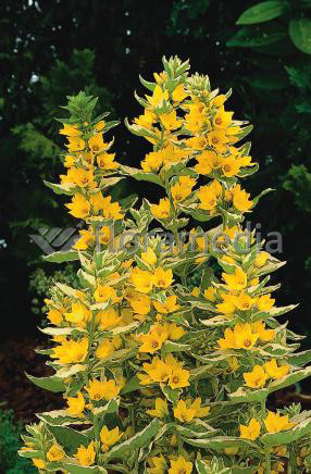 Lysimachia punctata- Goldfelberich