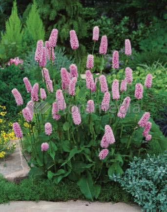Polygonum pistorta - Wiesenknöterich