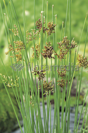 Juncus glaucus - blaugrüne Binse