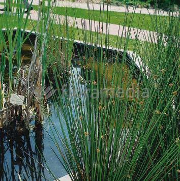 Juncus inflexus - Flatterbinse