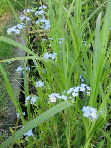 Myosotis palustris - Sumpfvergißmeinnicht