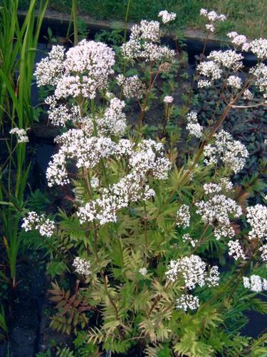 Valeriana officinalis - Gemeiner Baldrian