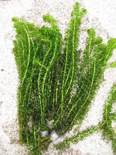 Lagarosiphon major - krause Wasserpest