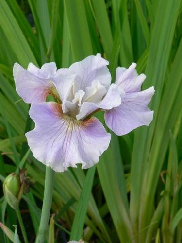Iris sibirica ,, Dawn Walz&#39;&#39;