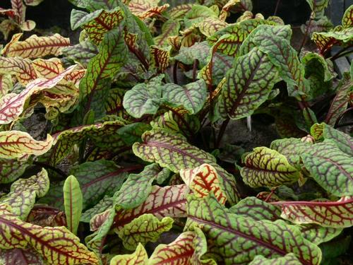 Rumex sanguineus - bunter Teichampfer