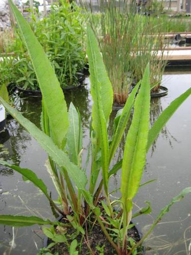 Rumex hydropalatum - Teichampfer