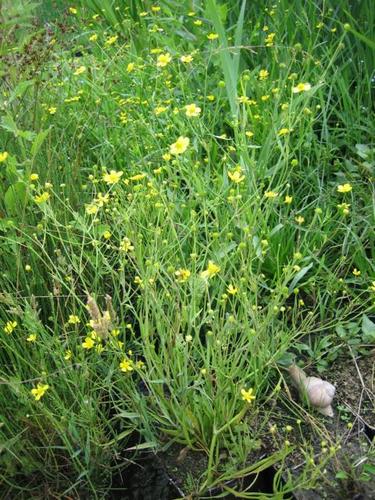 Ranunculus flammula - brennender Hahnenfuß