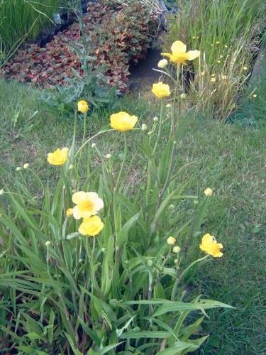 Ranunculus lingua - Zungenhahnenfuß