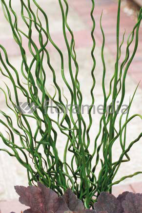 Juncus effusus - Korkenzieherbinse