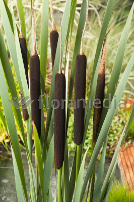 Typha latifolia - breiter Rohrkolben