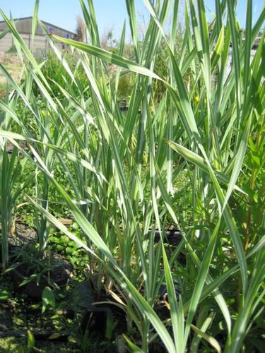 Typha latifolia variegata - gestreifter Rohrkolben