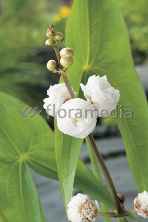 Sagitaria sagittifolia &quot;Plena&quot;- Pfeilkraut gefüllt