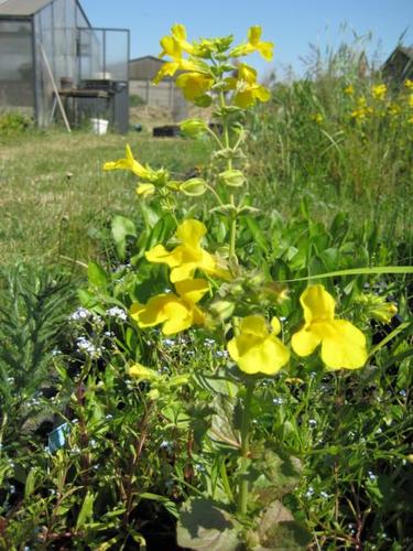 Mimulus luteus- Gauklerblume gelb
