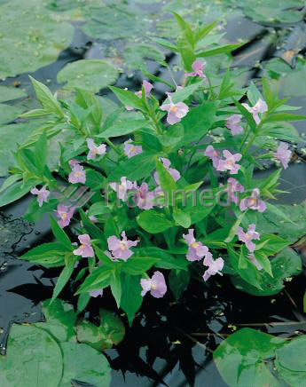 Mimulus ringens- Gauklerblume blau