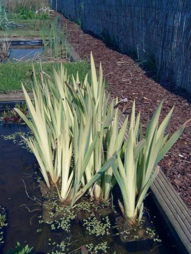 Iris pseudacorus &quot;Variegata&quot; Gelbe Sumpfiris gestreift