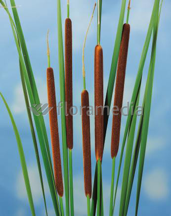 Typha angustifolia - schmaler Rohrkolben